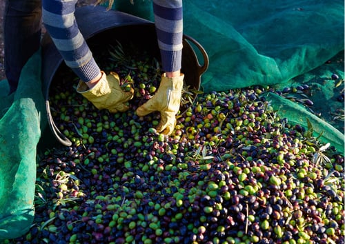 olive oil harvest